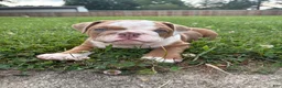 Mixed Breed dogs for sale: Lucy - Ad 1