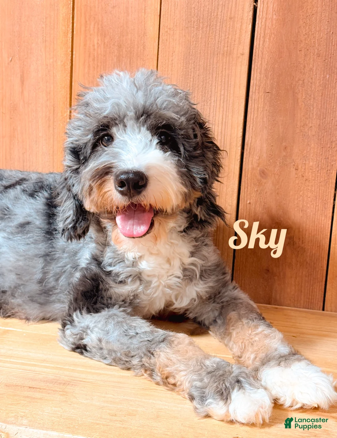 Mini Bernedoodle dogs for sale: Slate - Black & White Mini Bernedoodle - Ad 2
