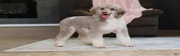 Miniature Poodle dogs for sale: Jillie (AKC) - Ad 8
