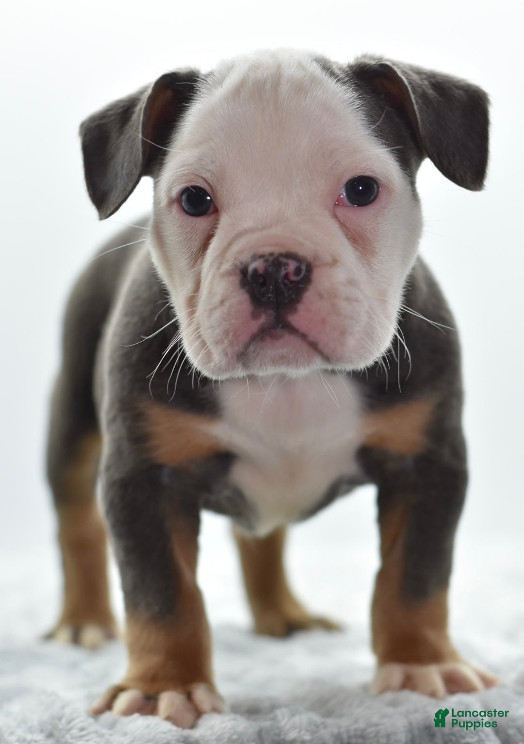 Mixed Breed dogs for sale: Macho blue mini  - Ad 2