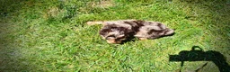 Havapoo dogs for sale: Ironman - Ad 7
