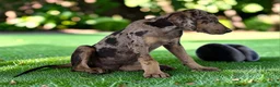 Catahoula Leopard Dog dogs for sale: Tigger 2026 Male 2 - Ad 7