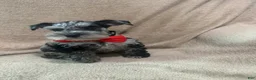 Miniature Schnauzer dogs for sale: Oddie  - Ad 5