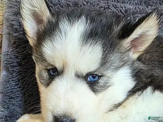 Siberian Husky dogs for sale: Peach - Ad 1