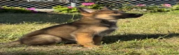 German Shepherd dogs for sale: German Shepherd 4 - Ad 4