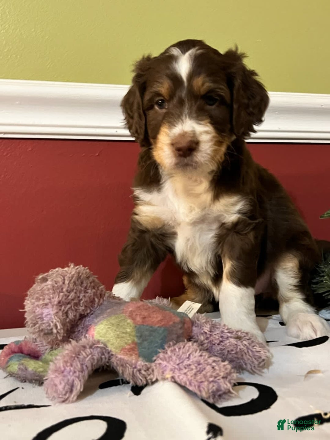 Gallery Image {{count}}