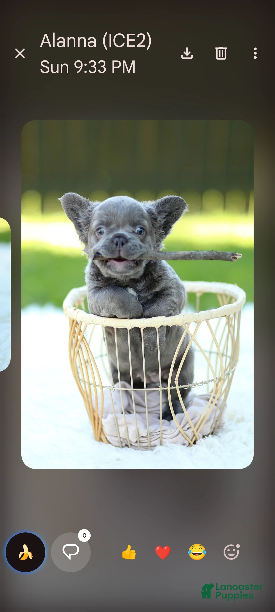 French Bulldog dogs for sale: Elvira - Ad 2