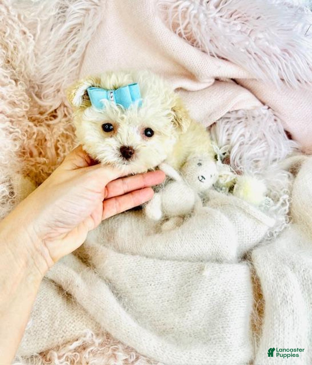 Toy Poodle dogs for sale: Toy Poodle Puppy 1 - Ad 2