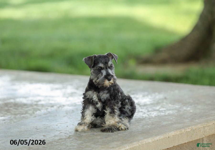Miniature Schnauzer dogs Flora - Ad 2