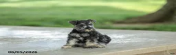 Miniature Schnauzer dogs for sale: Flora - Ad 2