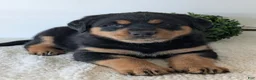 Mixed Breed dogs for sale: Rufus - Ad 5
