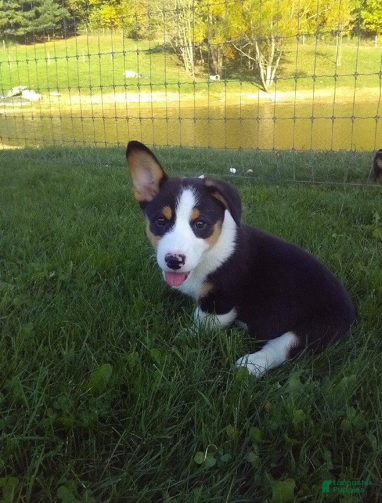 Welsh Corgi Pembroke dogs Skye - Ad 1
