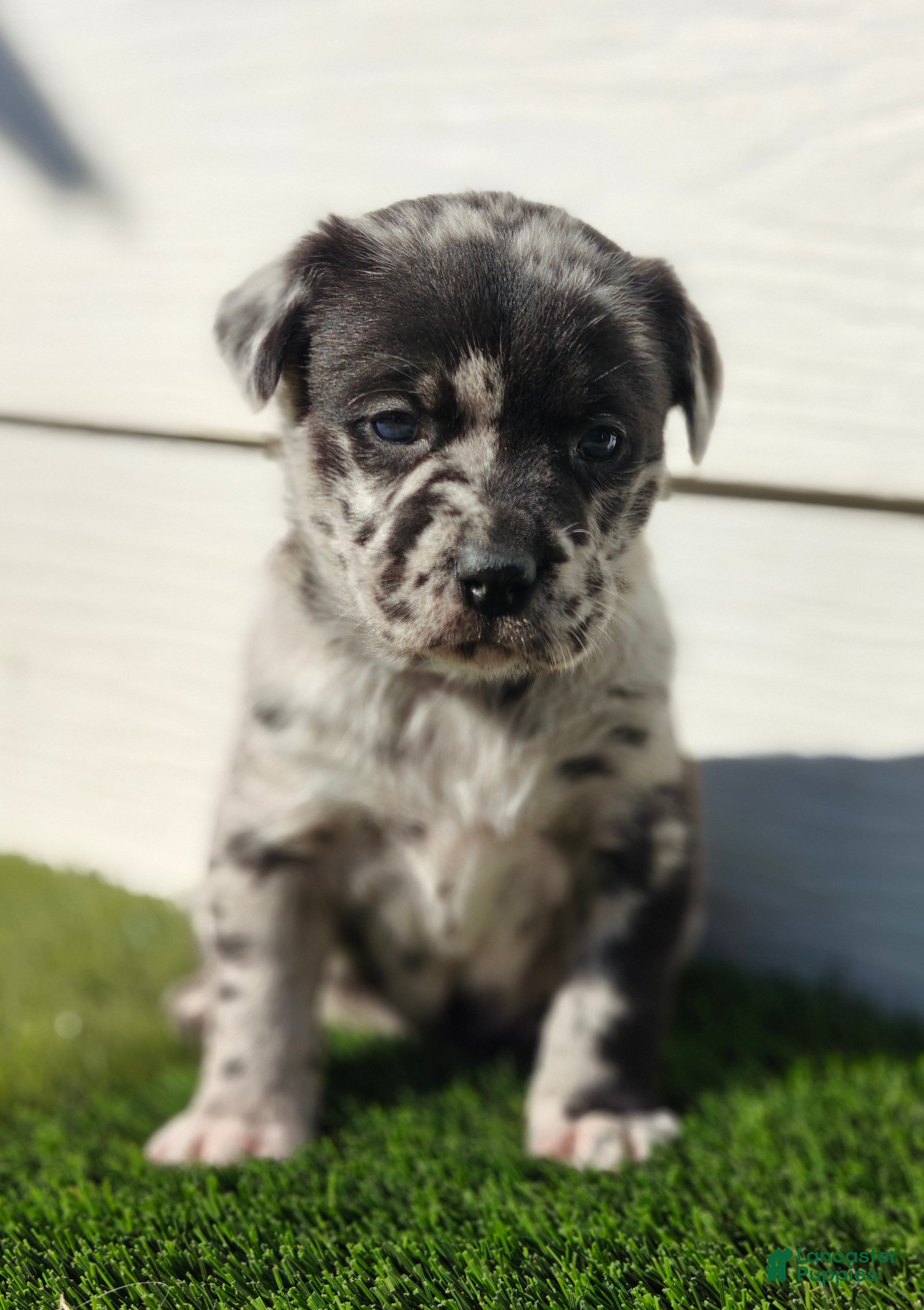 Mixed Breed dogs Luna - Ad 2