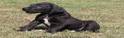 Great Dane dogs for sale: Sadie - Ad 8