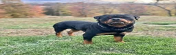Rottweiler dogs for sale: Jose - Ad 13