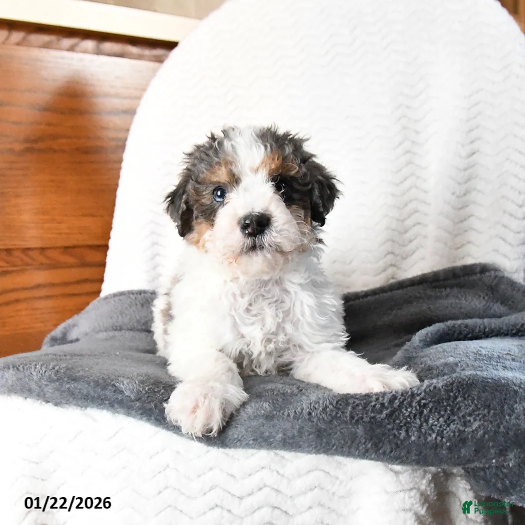 Mini Bernedoodle dogs for sale: Vincent - Ad 7