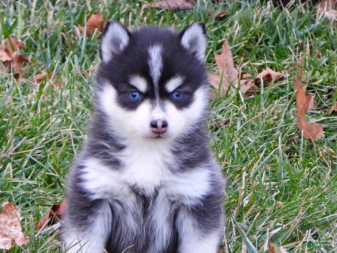 Pomsky dogs for sale: Melisa - Ad 9