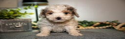 Cavapoo dogs for sale: Monty - Ad 2