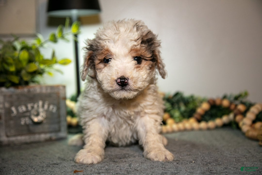 Cavapoo dogs for sale: Monty - Ad 2