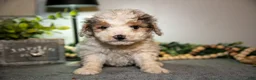 Cavapoo dogs for sale: Monty - Ad 2