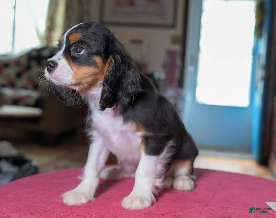 Cavalier King Charles Spaniel dogs for sale: Henry - Ad 2