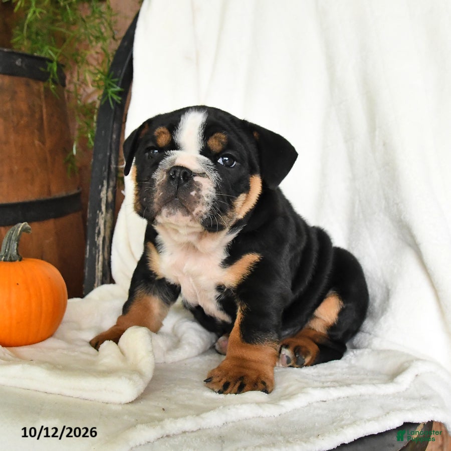 English Bulldog dogs Pumpkin - Ad 2