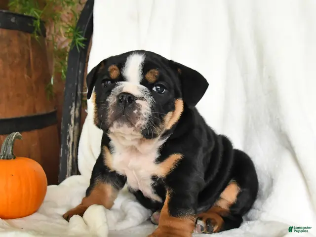 English Bulldog dogs for sale: Pumpkin - Ad 2