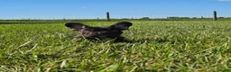 French Bulldog dogs for sale: Coco Boy - Ad 2