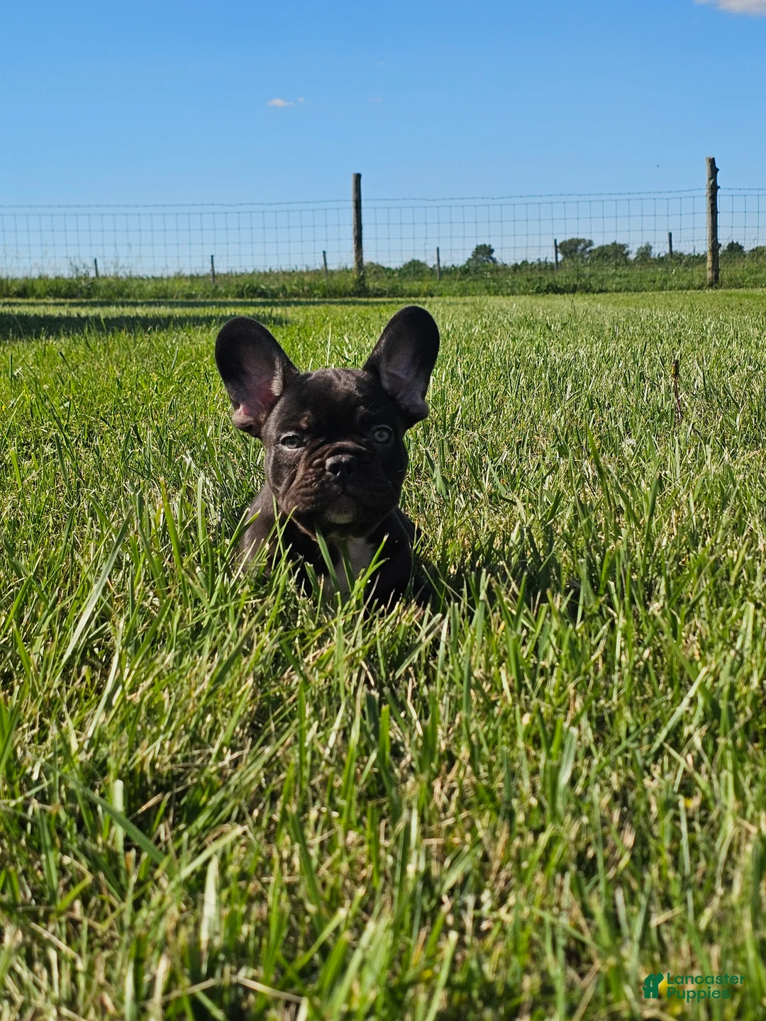 French Bulldog dogs for sale: Coco Boy - Ad 2