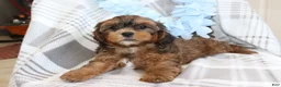 Shih Tzu dogs for sale: Wiggles  - Ad 3