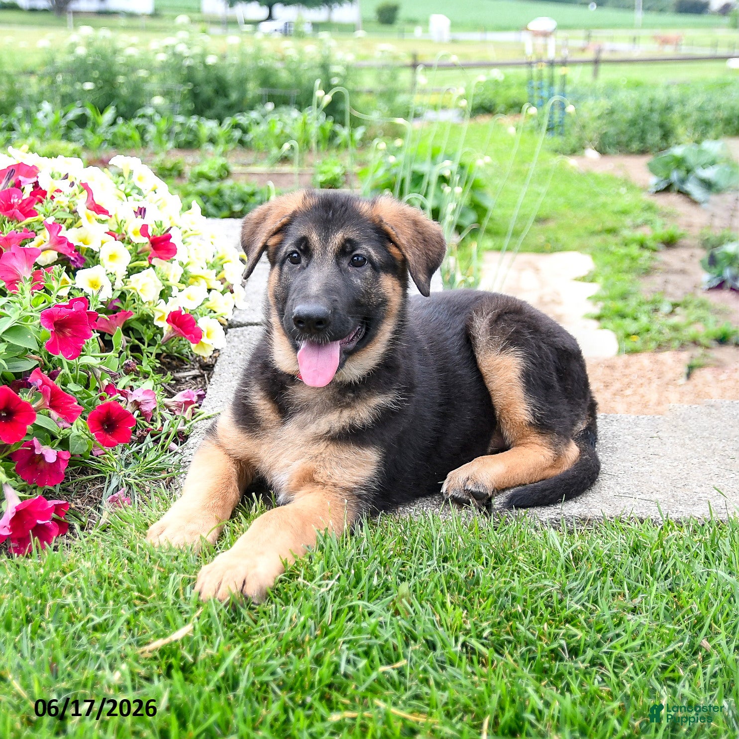 Mixed Breed dogs Robin  - Ad 2