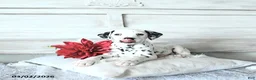 Dalmatian dogs for sale: Max - Ad 1