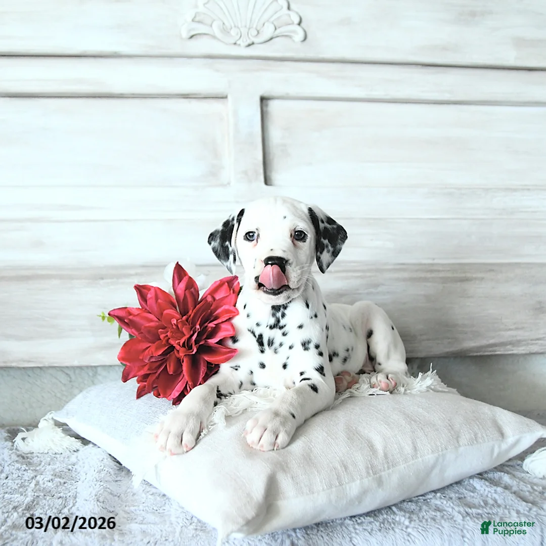 Dalmatian dogs for sale: Max - Ad 1