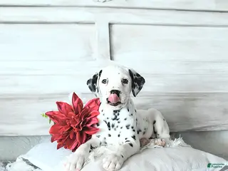 Dalmatian dogs for sale: Max - Ad 3