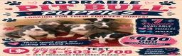 American Pit Bull Terrier dogs for sale: American Pit Bull Terrier 3 - Ad 2