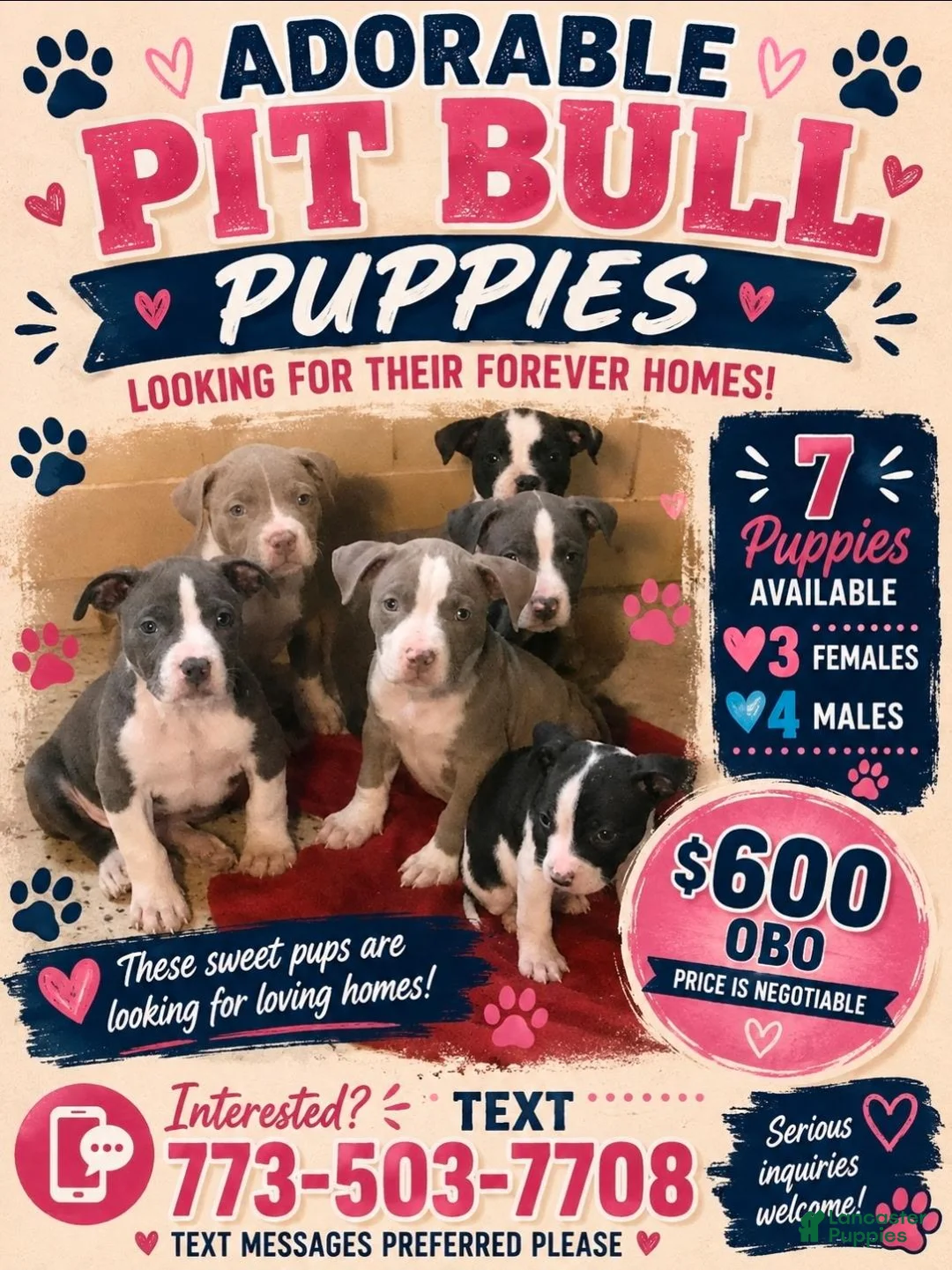 American Pit Bull Terrier dogs for sale: American Pit Bull Terrier 3 - Ad 2