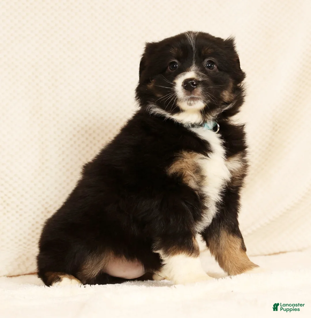 Miniature Australian Shepherd dogs for sale: Ernie - Ad 2