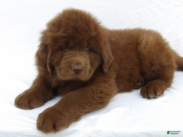 Newfoundland dogs Diesel - Ad 2