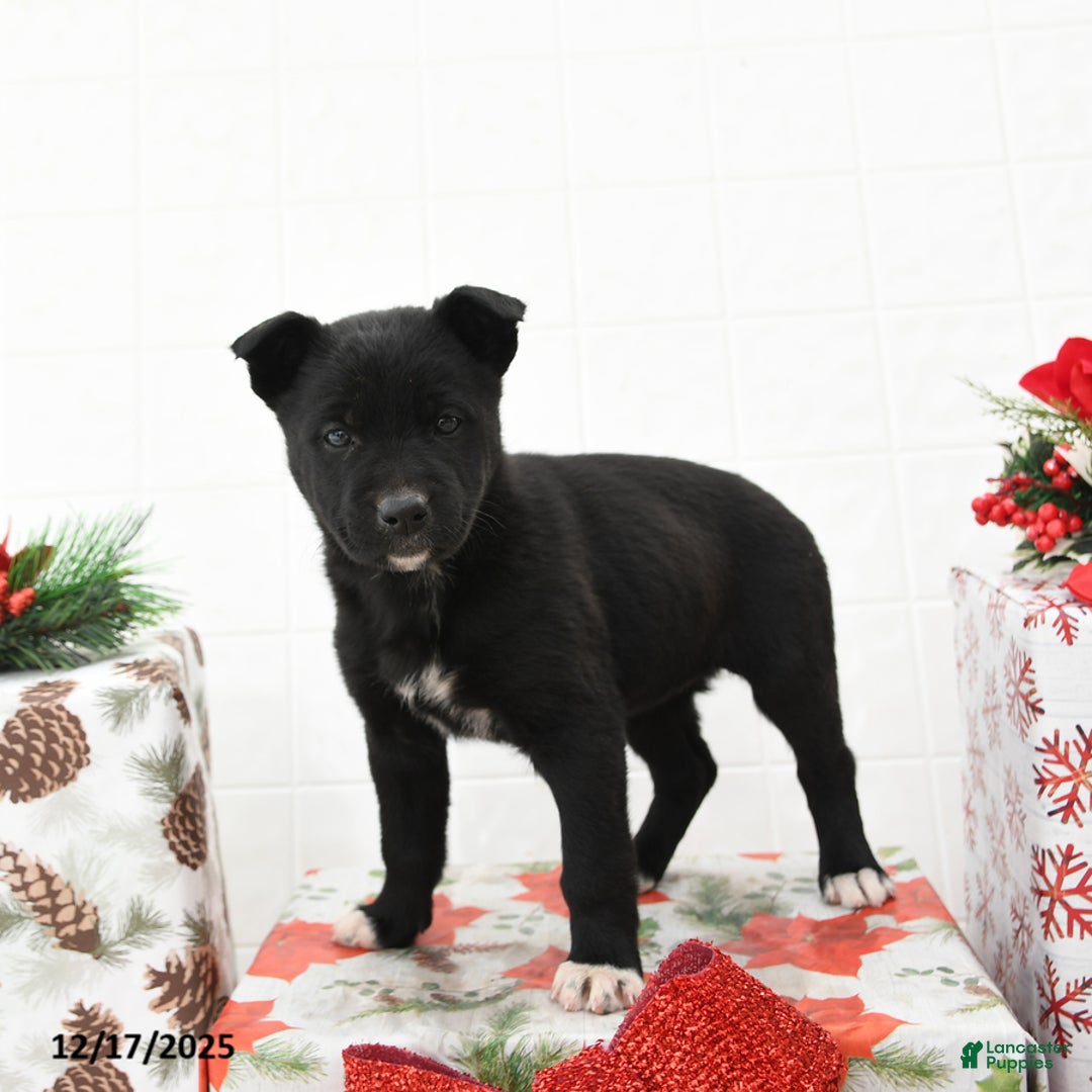 Mixed Breed dogs for sale: Gloria - Ad 1