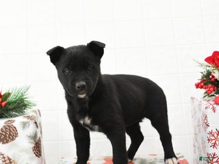 Mixed Breed dogs Gloria - Ad 7