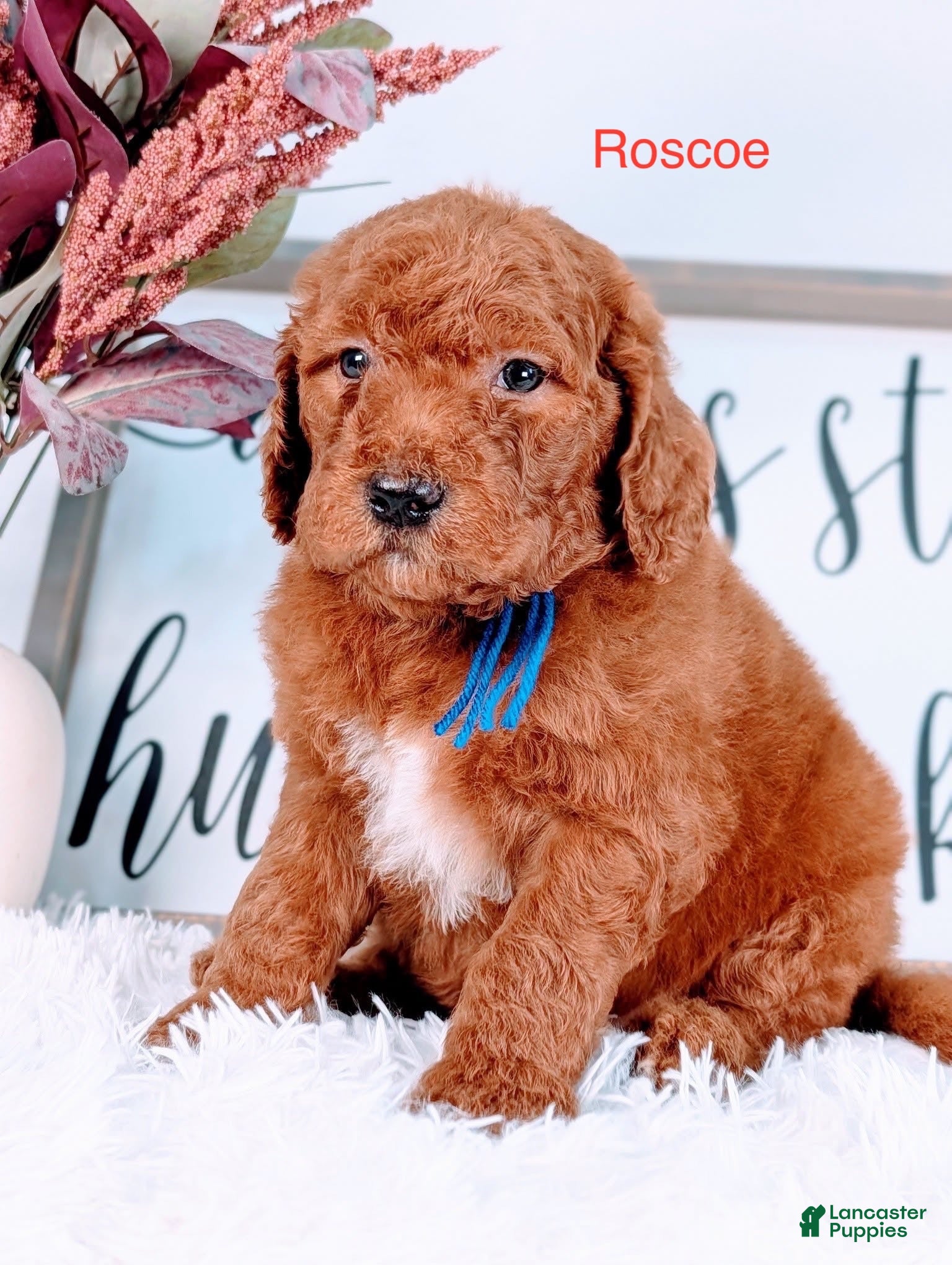 Goldendoodle dogs Roscoe - Ad 4