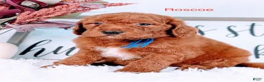 Roscoe