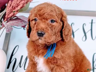 Goldendoodle dogs Roscoe - Ad 4