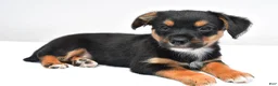 Mixed Breed dogs for sale: Keith - Ad 8