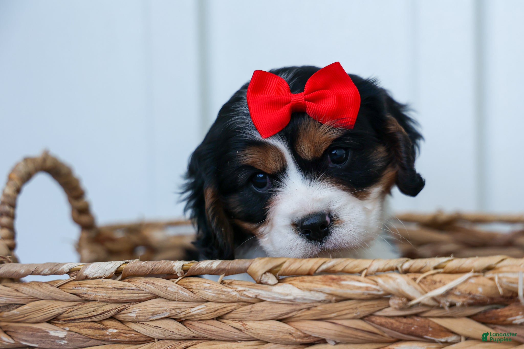 Cavalier King Charles Spaniel dogs Winston 🐶 - Ad 1