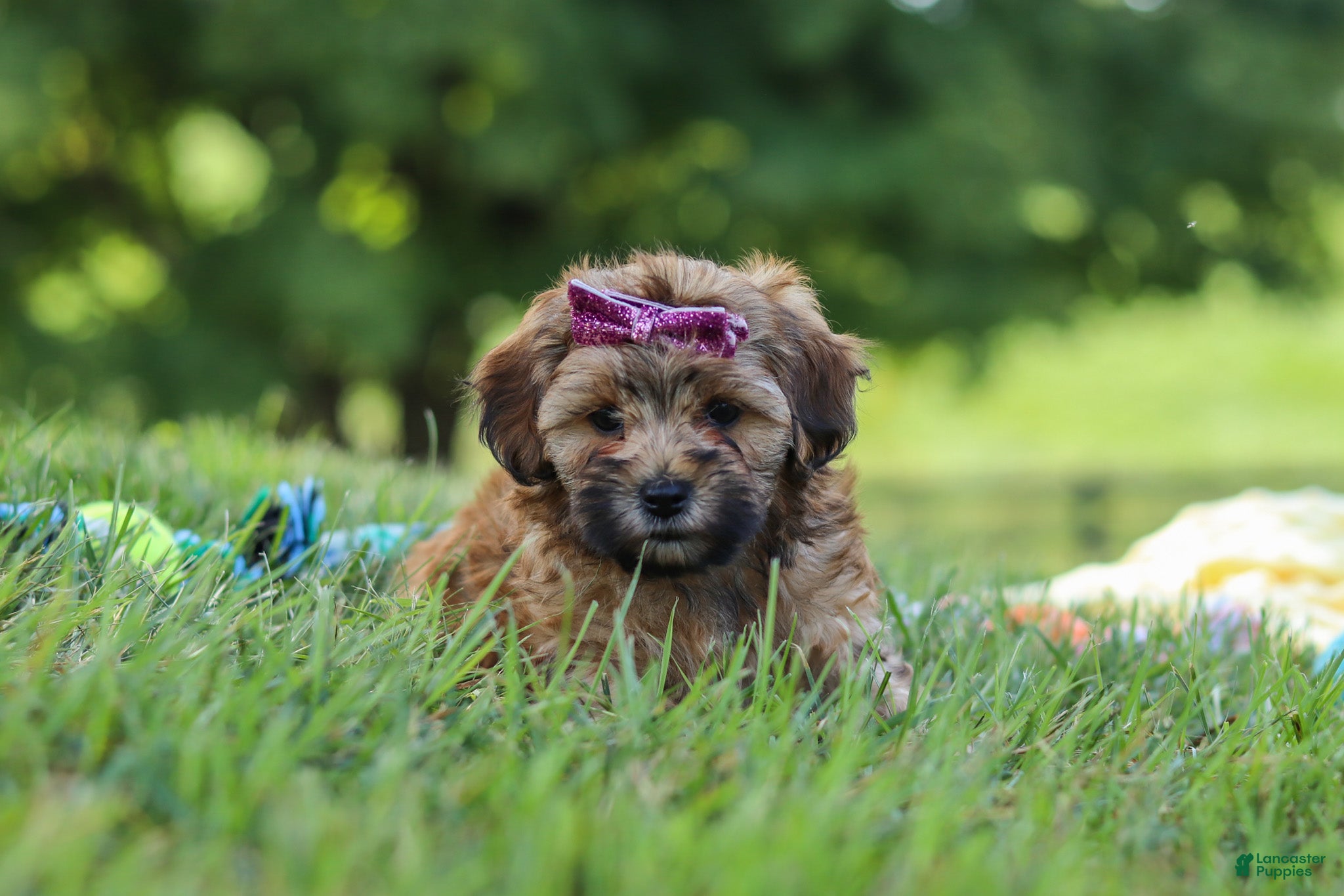 Yorkiepoo dogs Posie - Ad 2