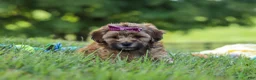 Yorkiepoo dogs for sale: Posie - Ad 2