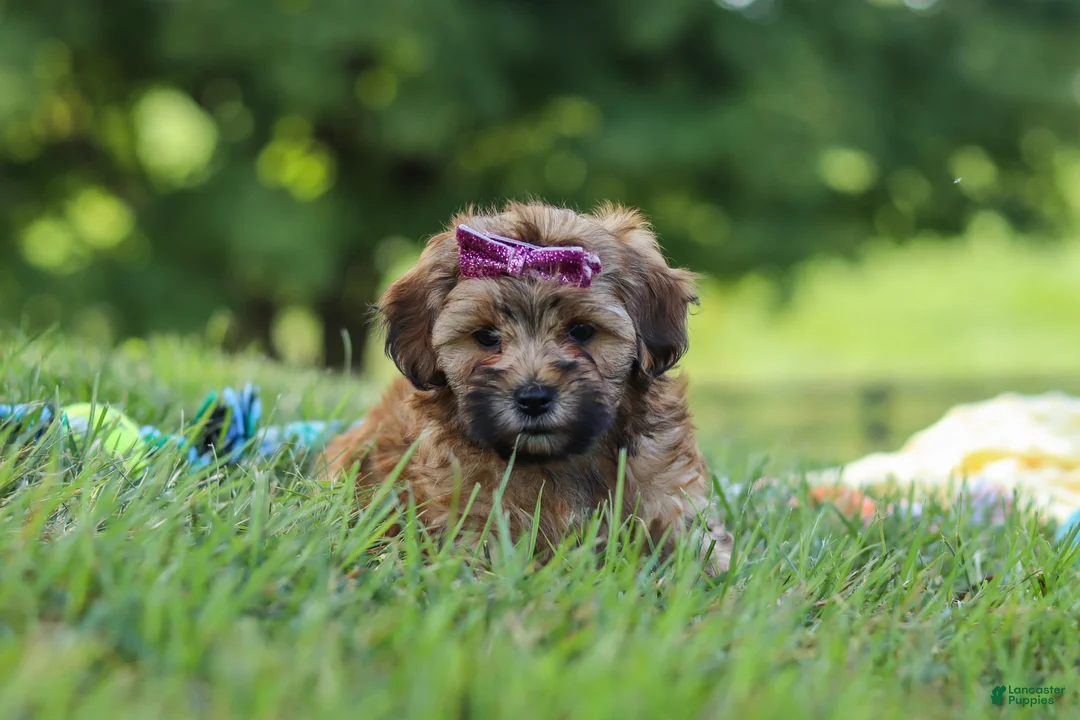 Yorkiepoo dogs for sale: Posie - Ad 2