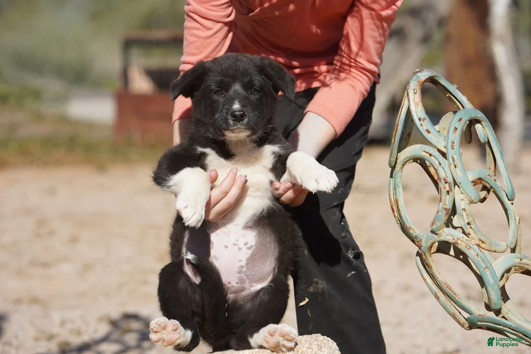 Mixed Breed dogs for sale: Toes M Sylvester - Ad 3