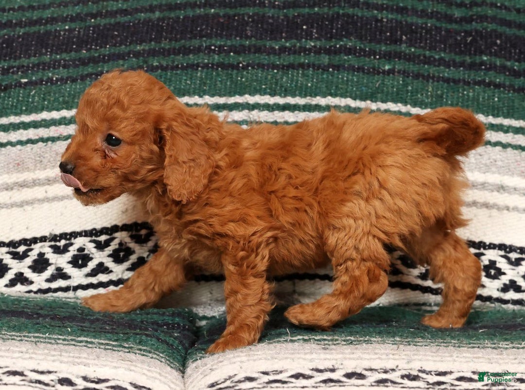 Mini Goldendoodle dogs for sale: Josie - Ad 9